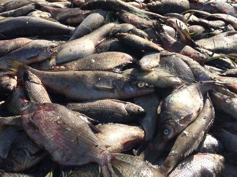 В Украине более 60% рыбы вылавливалось «в тени» &#8212; Госрыбагентство