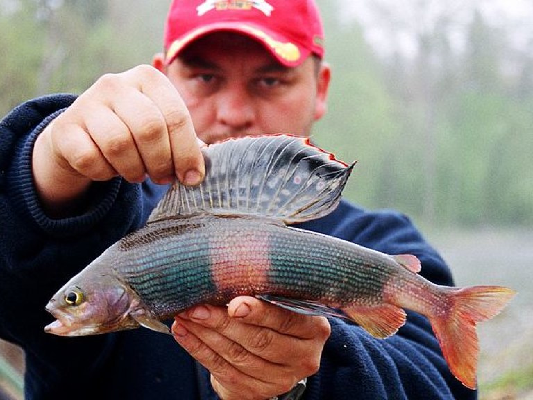 СМИ сообщили о местах в Киеве с бесплатной рыбалкой