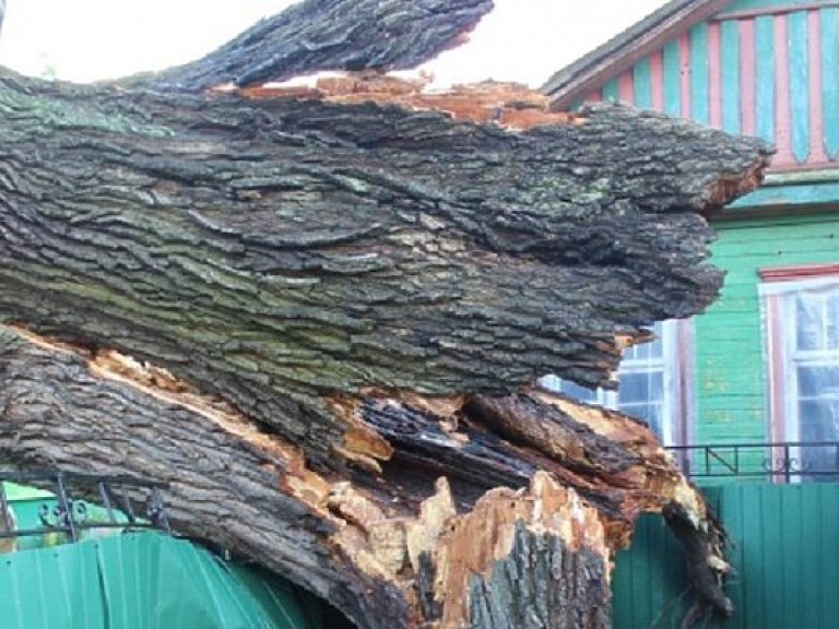 В Житомирской области огромное дерево рухнуло на жилой дом (ФОТО)