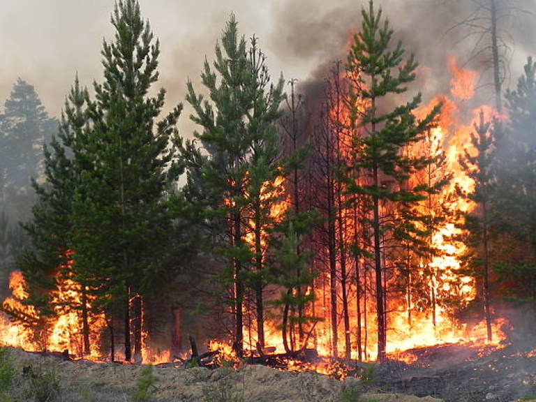 Более 14 тысяч человек эвакуированы в Канаде в результате лесных пожаров