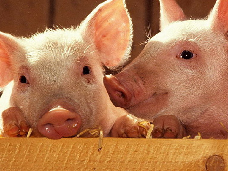 Поголовье свиней в первом полугодии сократилось в Украине почти на 9% – Госстат