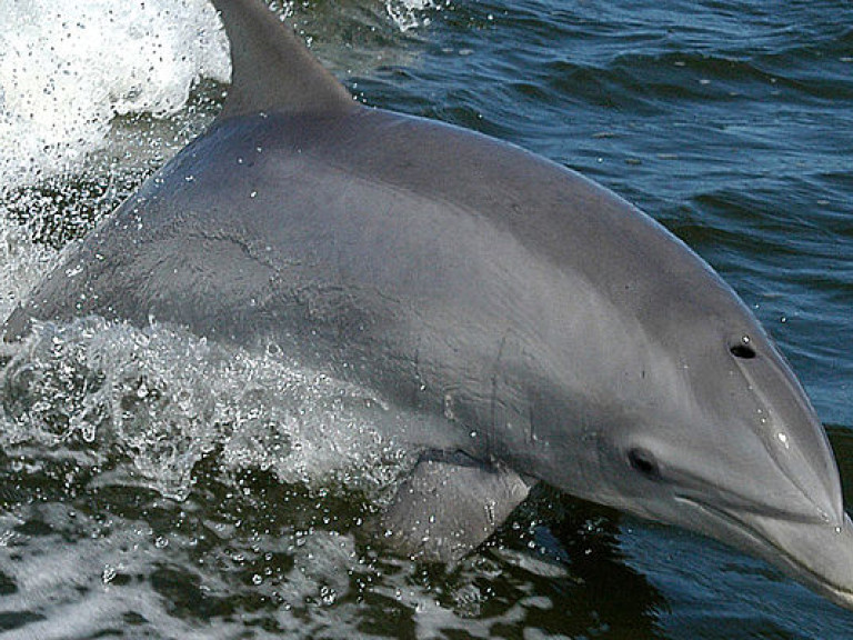 Крымским дельфинам угрожает опасность из-за строительства Керченского моста – зоолог