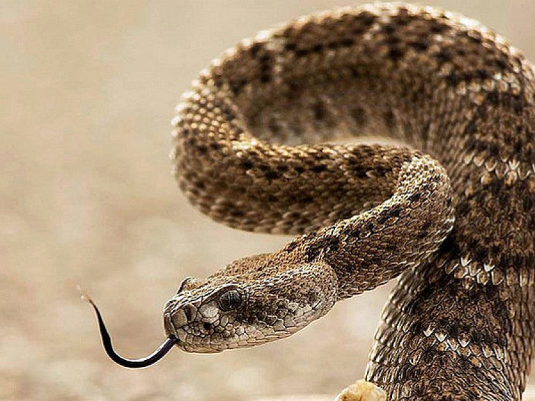 В Калифорнии змея напала на прогулочную лодку с туристами (ВИДЕО)