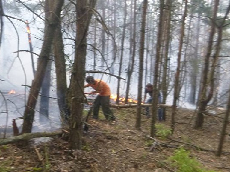 Под Киевом из-за непогашенного отдыхающими костра выгорело около 12 гектаров леса (ФОТО)
