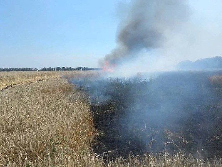 В Донецкой области сгорело 46 га пшеницы