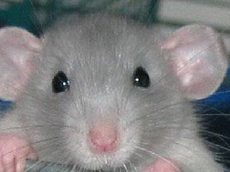 Нью-Йорк потратит 32 миллиона долларов на борьбу с крысами
