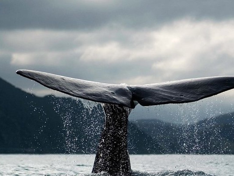 Подростковая суицидальная игра «Синий кит» проникла в США