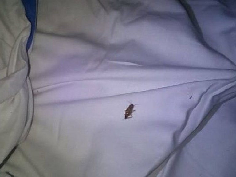 В сети пожаловались на нашествие тараканов в купе поезда «Черноморец» (ФОТО)