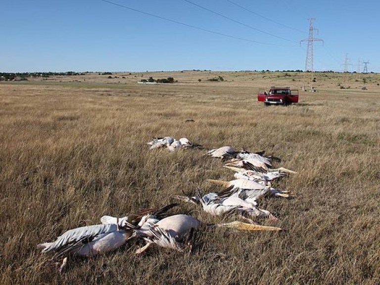 В Николаевской области погибли 12 пеликанов в результате столкновения с ЛЭП (ФОТО)