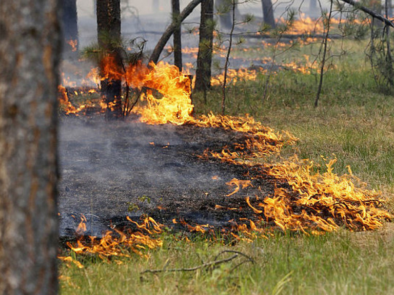 Спасатели ликвидировали пожар в Збурьевском лесничестве на Херсонщине