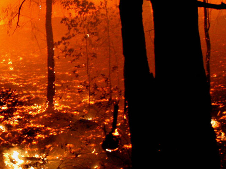На побережье Хорватии пожар уничтожил сотни гектаров оливковых рощ