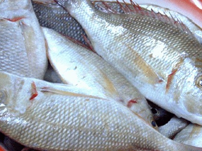 Рыба особенно полезна для меланхоликов &#8212; ученые