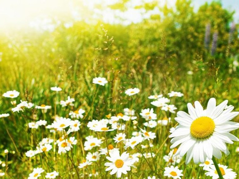 В пятницу в Украину ждет жара, местами — дождь и грозы