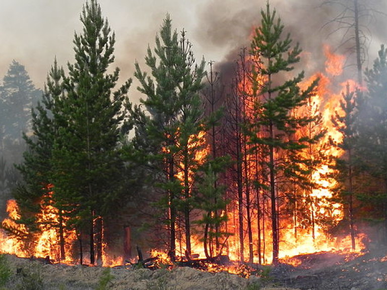 В Канаде горит лес в известном природном парке