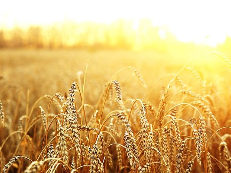 В Одесской области выгорело поле пшеницы