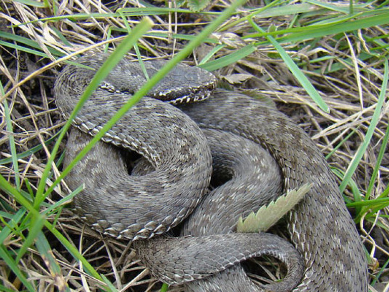 Во Львовской области змеи напали на детей