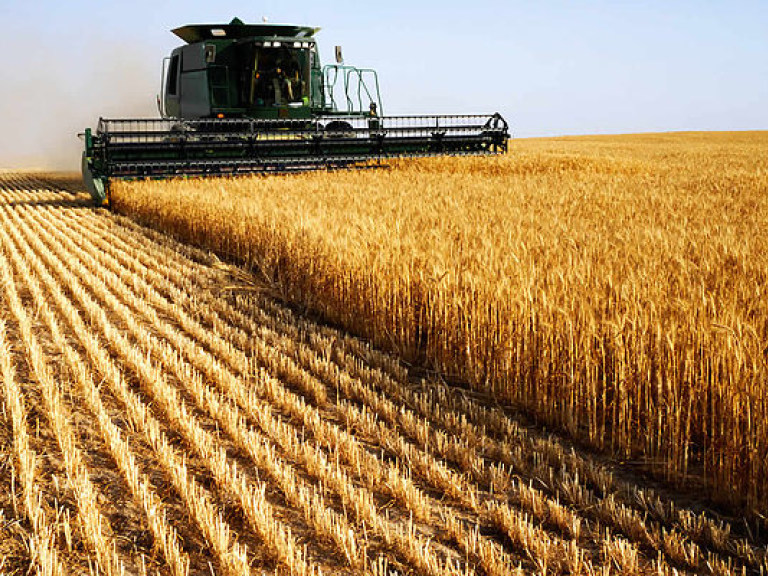 Урожай зерновых в нынешнем году будет меньше на 15-20% &#8212; эксперт