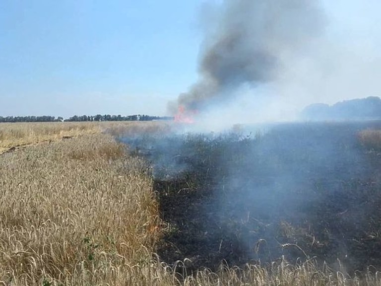 В Донецкой области в результате боевых действий выгорело 60 гектаров пшеницы