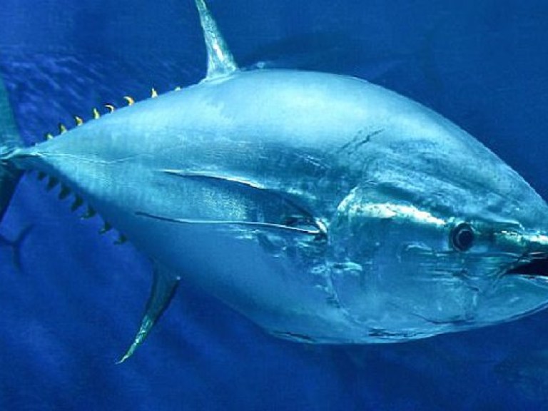 Американцы используют опыт тунца для повышения скорости беспилотников (ФОТО, ВИДЕО)