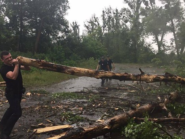 На Волыни ураган повредил более 200 гектаров леса