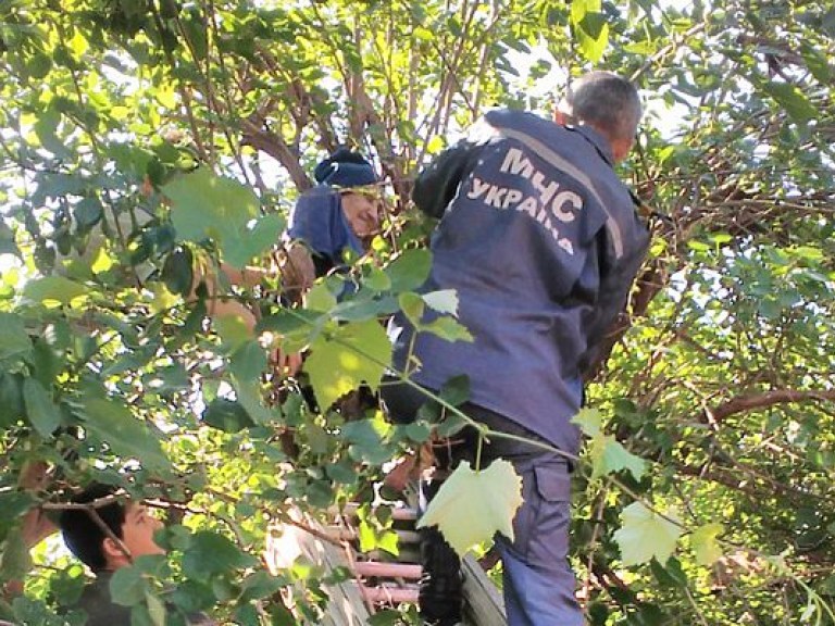 В Киеве спасатели сняли с дерева подростка