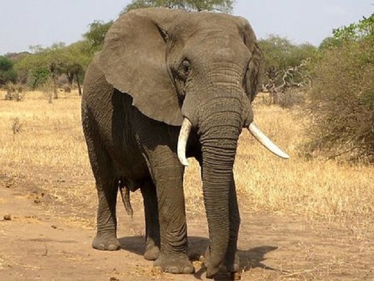 Эфиопский слон напал на испанского туриста