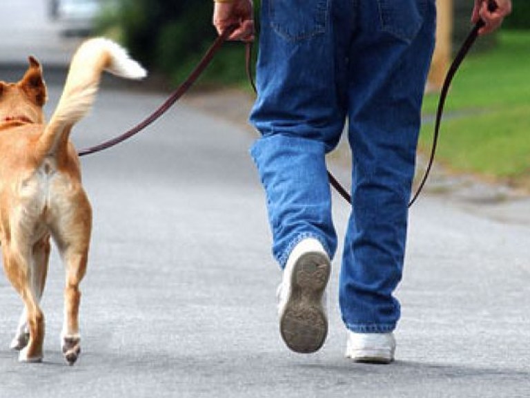 Новые штрафы за выгул собак: будут ли придерживаться правил владельцы домашних животных?
