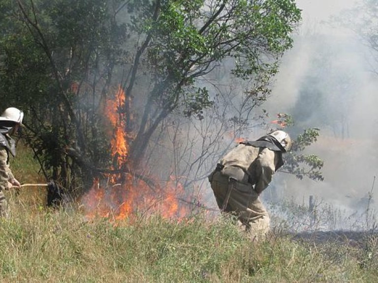 На острове Хортица в Запорожье горел лес (ВИДЕО)