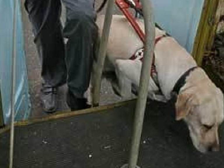 В киевских Бортничах  живодеры убили собаку-поводыря у одинокого инвалида (ФОТО)