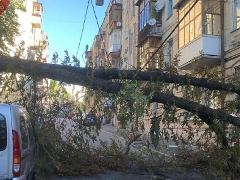 В центре Киева упало огромное дерево (ФОТО)