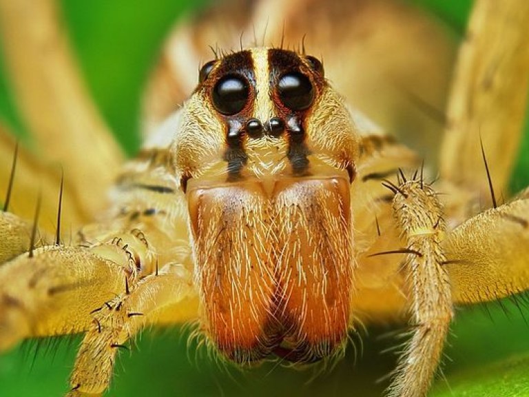 На Закарпатье заметили ядовитых пауков (ФОТО)
