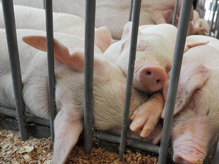 У свиней в Винницкой области обнаружили африканскую чуму