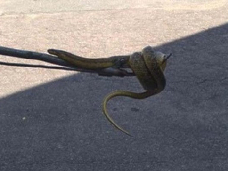 Двухметровую змею поймали в Днепре (ФОТО)