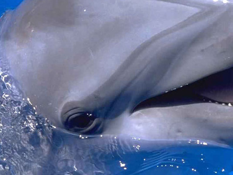 Под Севастополем начали массово гибнуть дельфины &#8212; СМИ