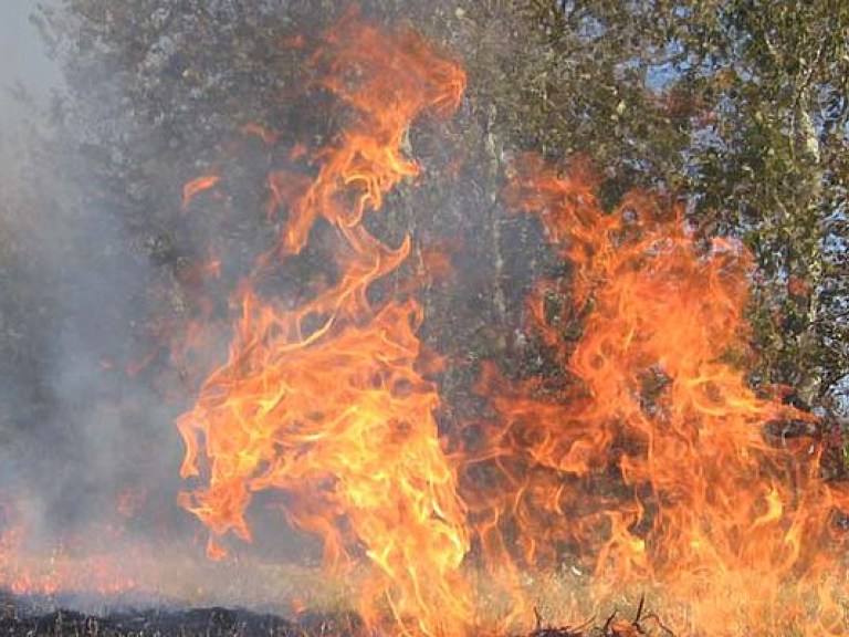 В Греции вспыхнули масштабные лесные пожары (ВИДЕО)