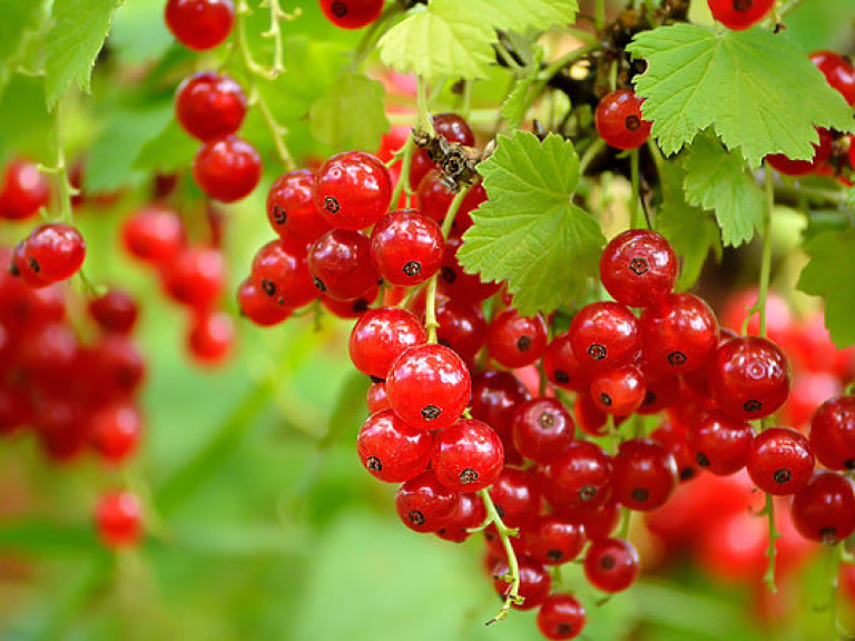 Врач: Укрепить детский иммунитет помогут семечки и поречка