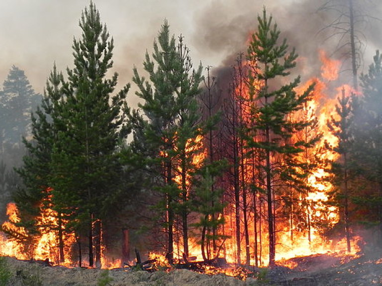 Лесной пожар на площади 13 гектаров в Одесской области ликвидирован