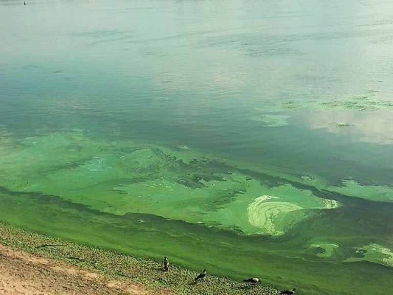 Река в Днепре приобрела сине-зеленый цвет из-за водорослей и обмеления водоема &#8212; ученый