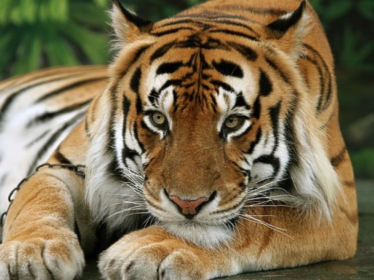 Четырех сибирских тигрят впервые вывели в свет в Гамбургском зоопарке (ФОТО, ВИДЕО)