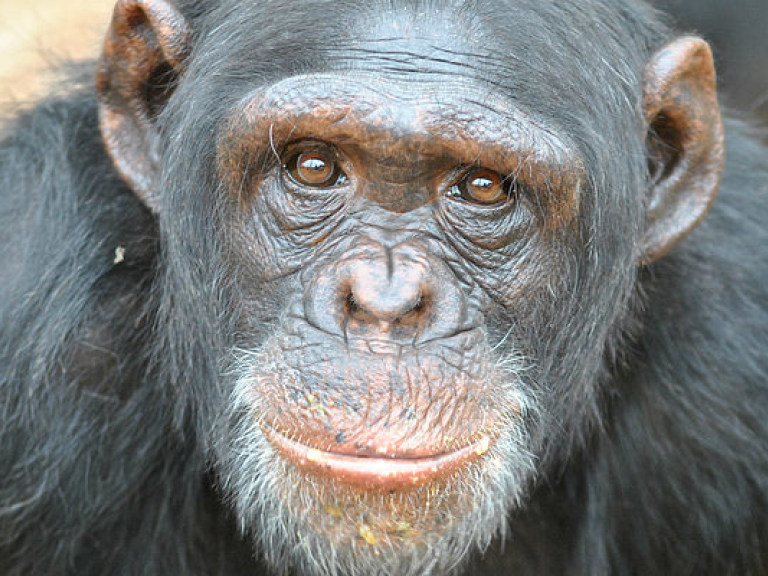 У шимпанзе ученые нашли признаки человеческого слабоумия