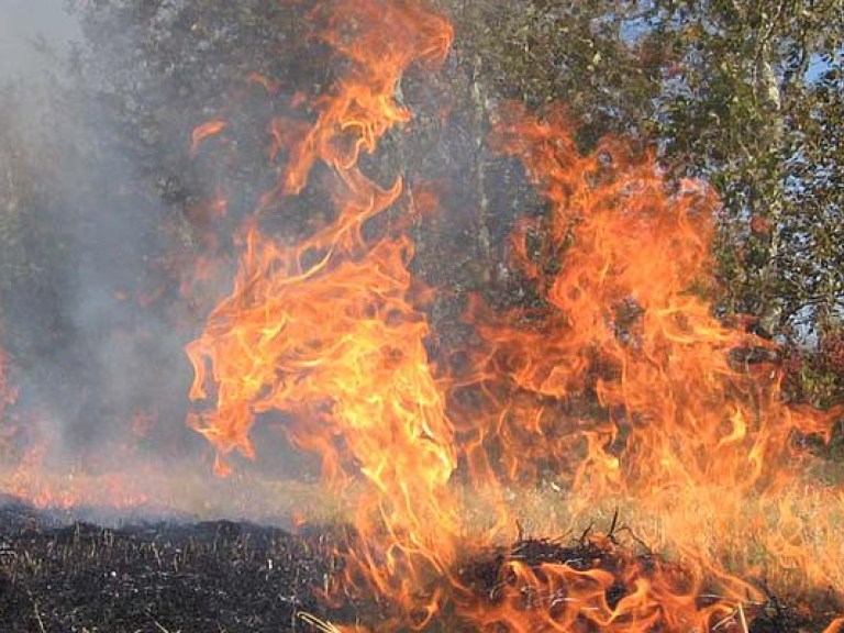В Греции 4 дня тушат пожар на острове Китира: горят 1500 гектаров леса