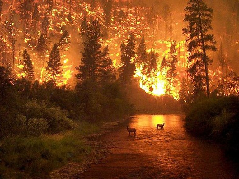 В Николаевской области продолжают тушить масштабный лесной пожар
