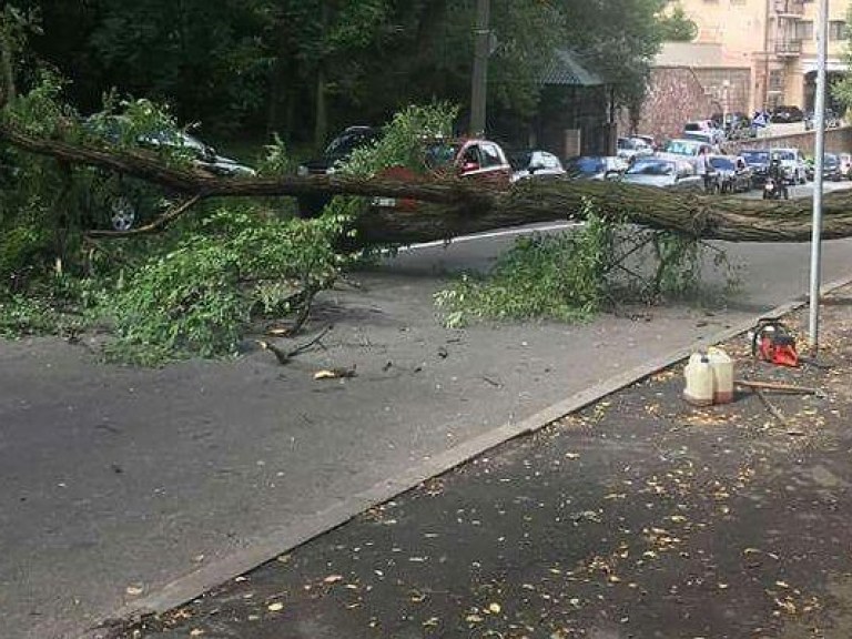 В центре Киева на автомобиль рухнуло дерево, движение транспорта перекрыли (ФОТО)