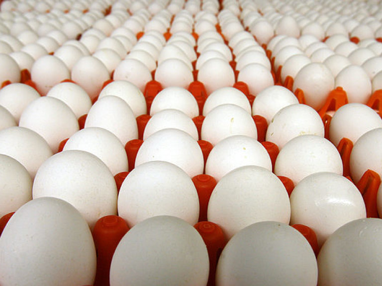 Власти Бельгии закрыли 51 птицефабрику из-за угрозы отравления яиц фипронилом