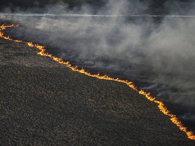 Пожары в Канаде уничтожили 600 тысяч гектаров леса