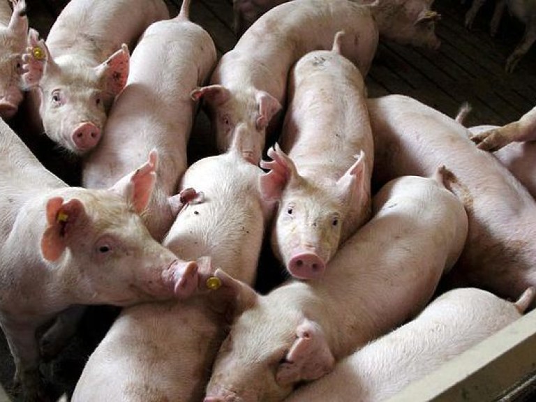 Новые случаи африканской чумы свиней зафиксировали в двух областях Украины