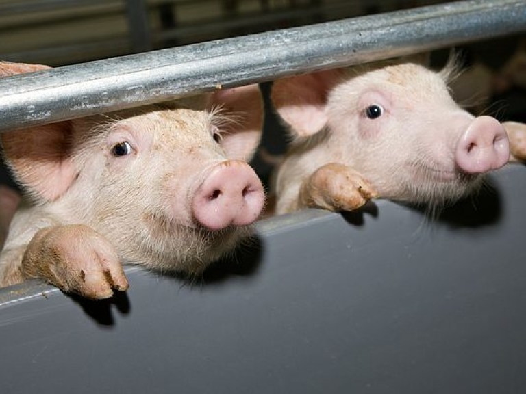 Свиноводы сообщили о последствиях вспышек АЧС за первое полугодие