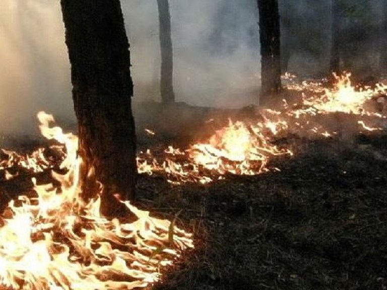 В Украине горят леса: за прошедшие сутки из-за жары произошло 215 возгораний  &#8212; ГСЧС (ФОТО)
