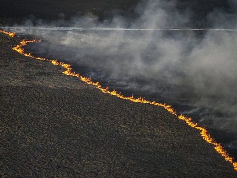 В Бразилии пожар уничтожил 5 тысяч га леса