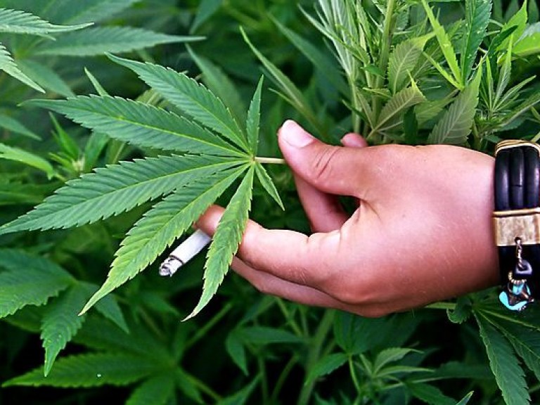 На острове под Киевом  выявили плантацию марихуаны (ВИДЕО)